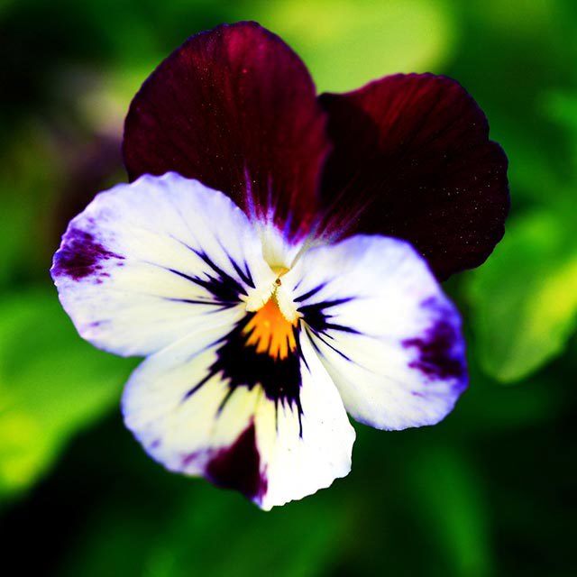 Viola tricolor White Cottony Spots