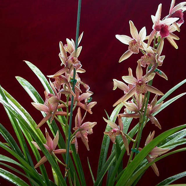 Cymbidium sinense Drooping Leaves