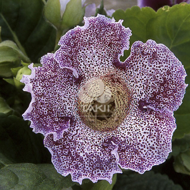 Sinningia speciosa Empress Purple Spotted Tiny Black Flies