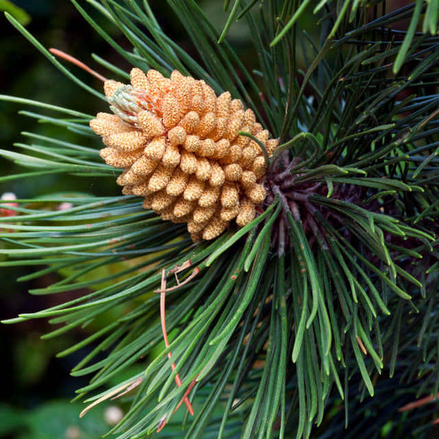 Pinus nigra