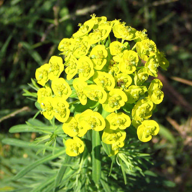Euphorbia cyparissias