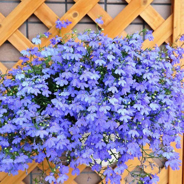 Lobelia erinus