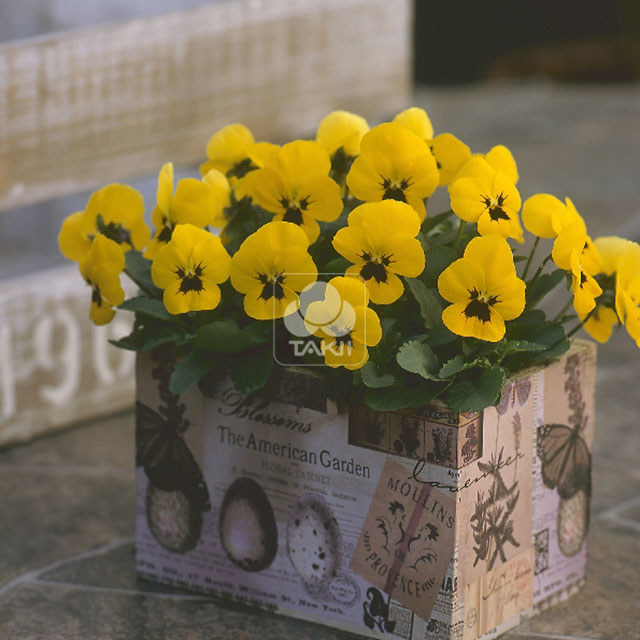 Viola cornuta Yellow with Blotch