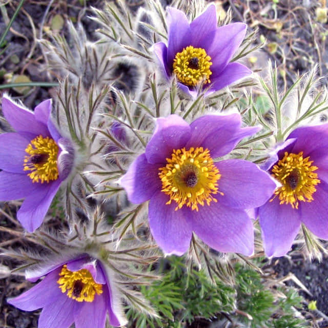 Pulsatilla patens