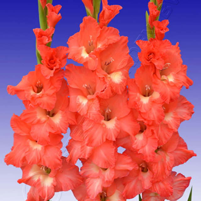 Gladiolus Odyseo
