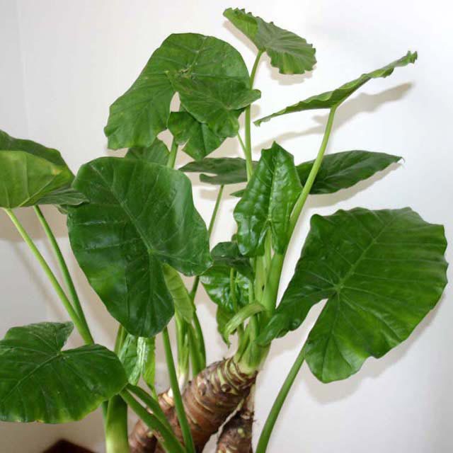 Alocasia macrorrhizos