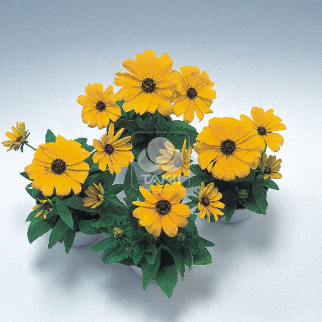 Rudbeckia hirta Becky Yellow White Powder
