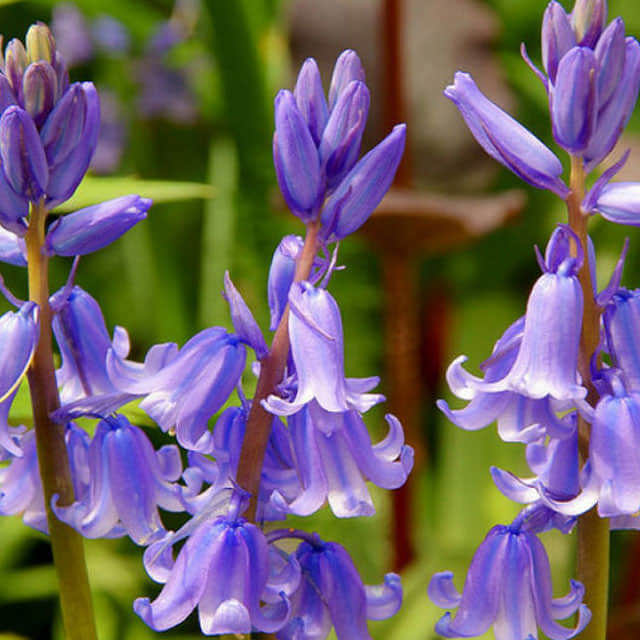 Cyananthus