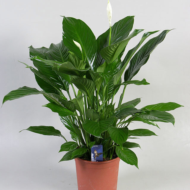 Spathiphyllum Rocky Cupido Drooping Leaves
