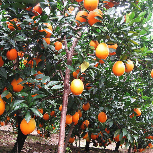 Citrus sinensis