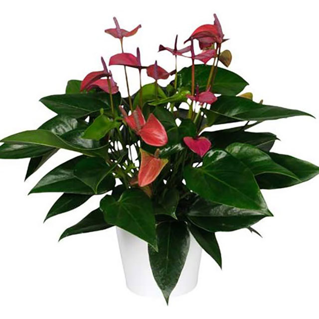 Anthurium andraeanum Cirano Fine Webbing