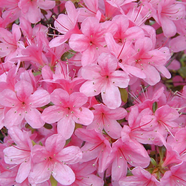 Rhododendron obtusum Drooping Leaves