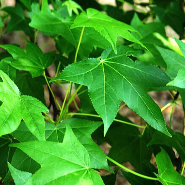 Populus fremontii