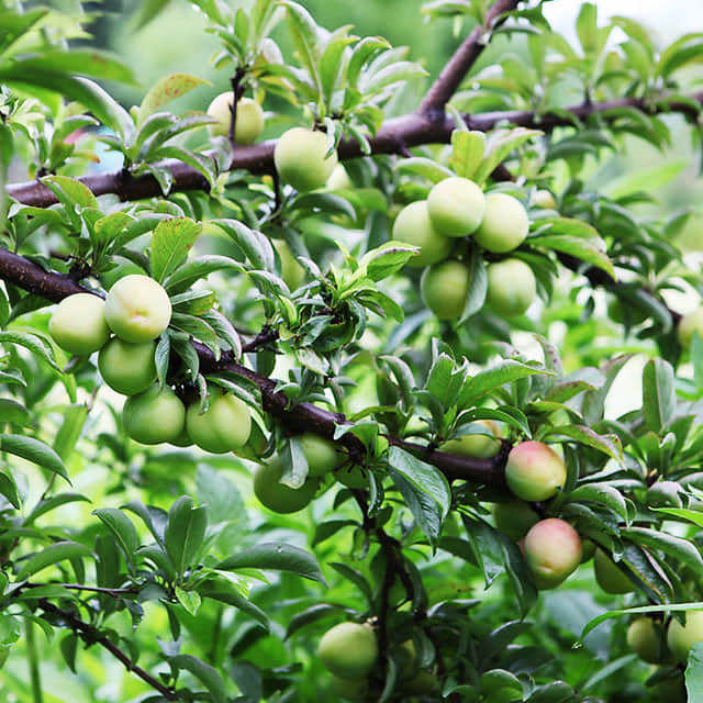 Prunus salicina