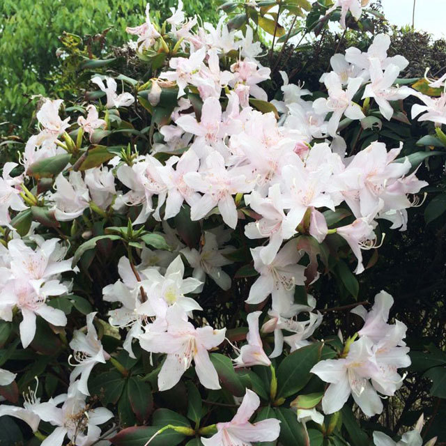 Jasminum officinale