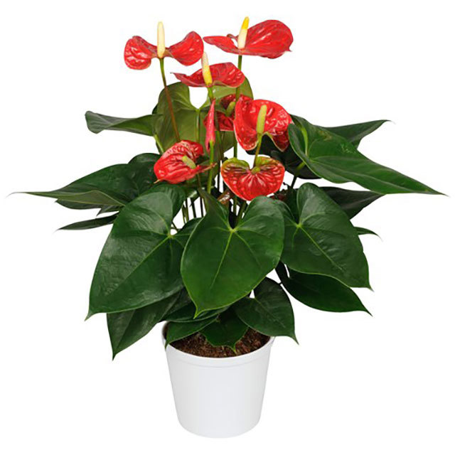 Anthurium andraeanum Madural Fine Webbing