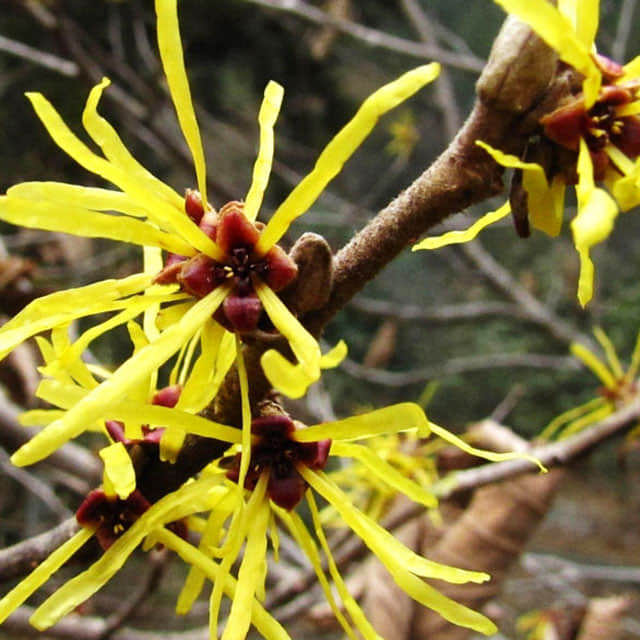 Hamamelis mollis