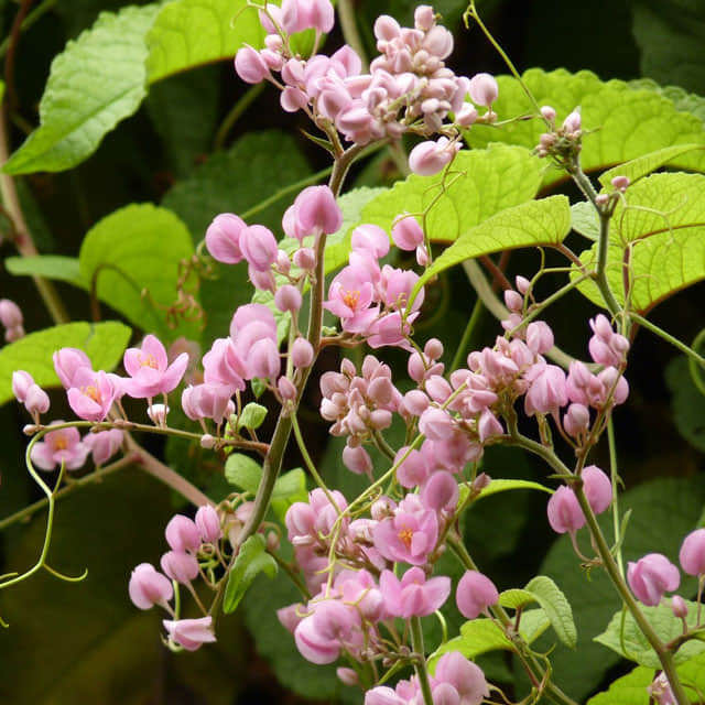 Antigonon leptopus