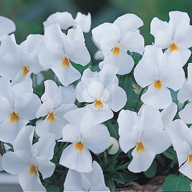 Viola cornuta Pure White Leggy Stems