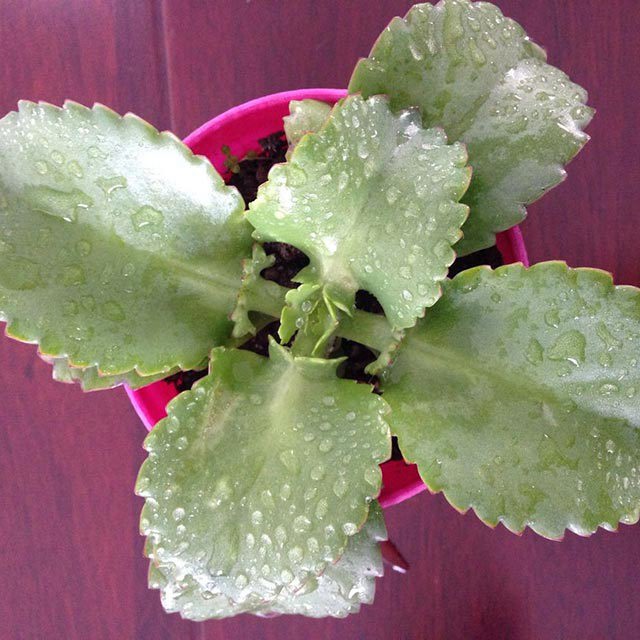 Kalanchoe daigremontiana Sudden Leaf Drop