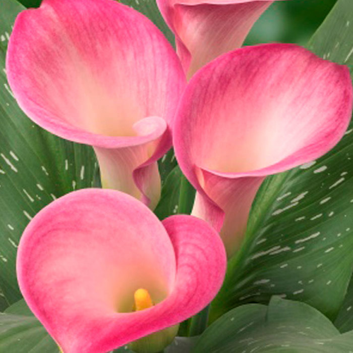 Zantedeschia Captain Alma Drooping Leaves