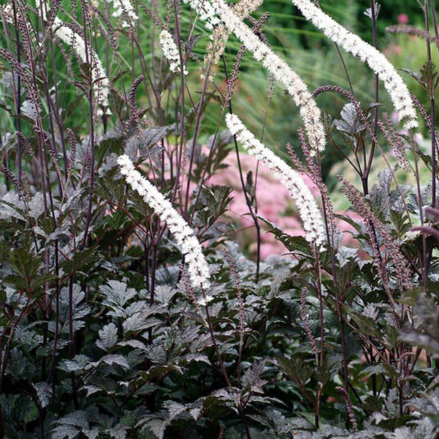 Cimicifuga simplex