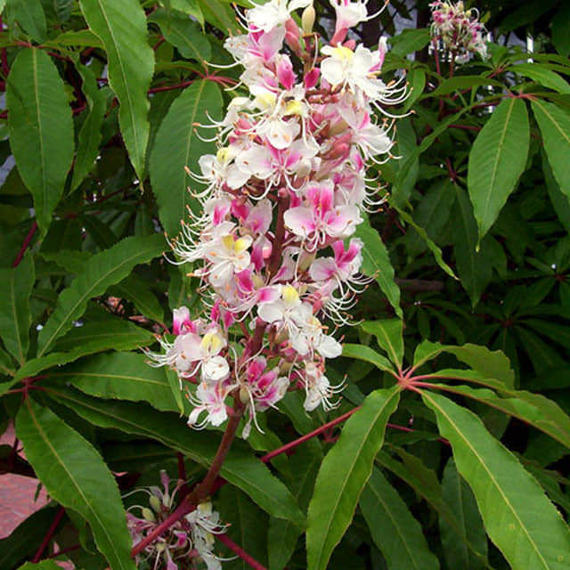 Aesculus indica