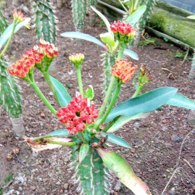 Euphorbia bergeriana
