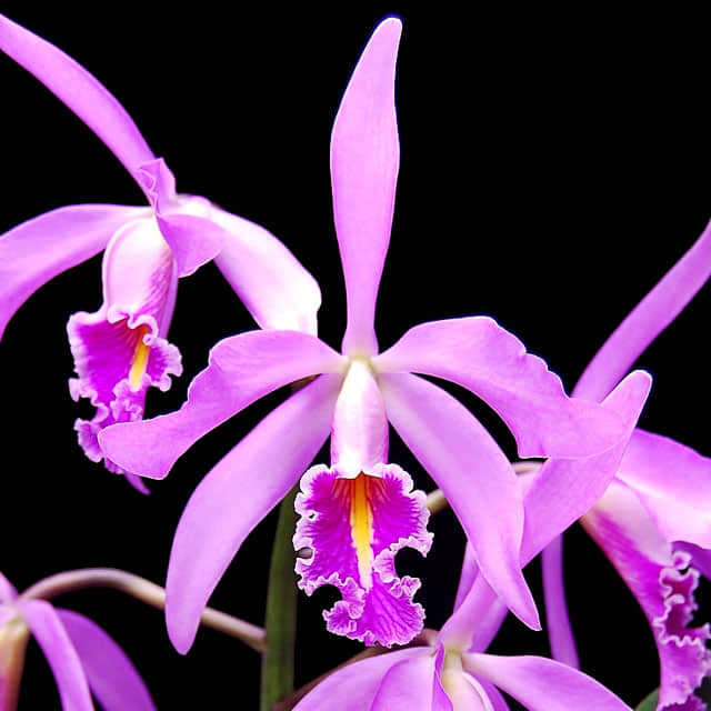 Cattleya maxima