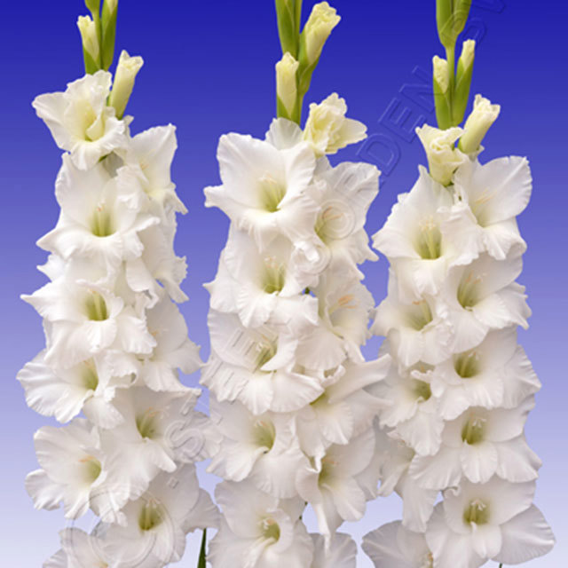 Gladiolus Sophie