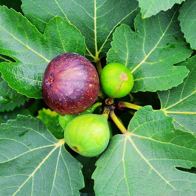 Ficus carica