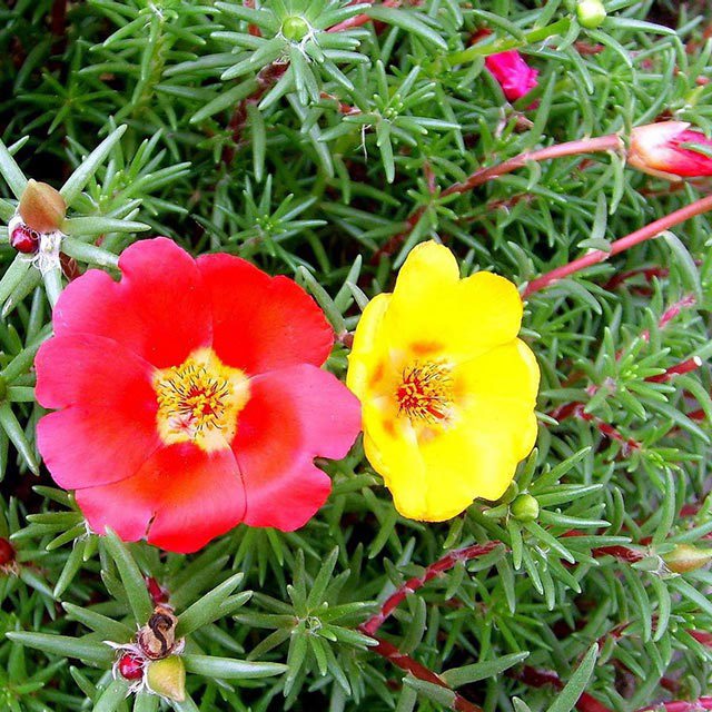 Portulaca grandiflora