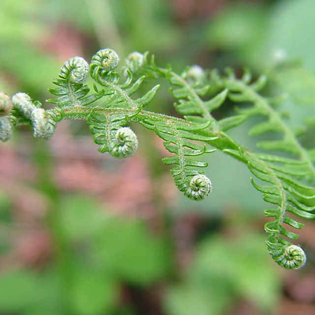 Pteridium aquilinum