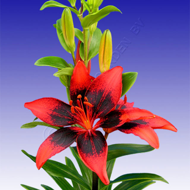 Lilium Tango Lilly Pup Art Sudden Leaf Drop