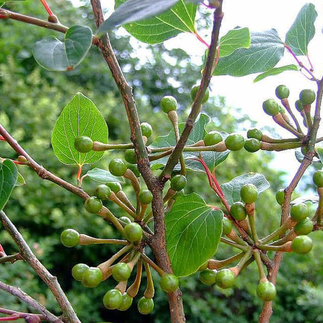 Lindera obtusiloba