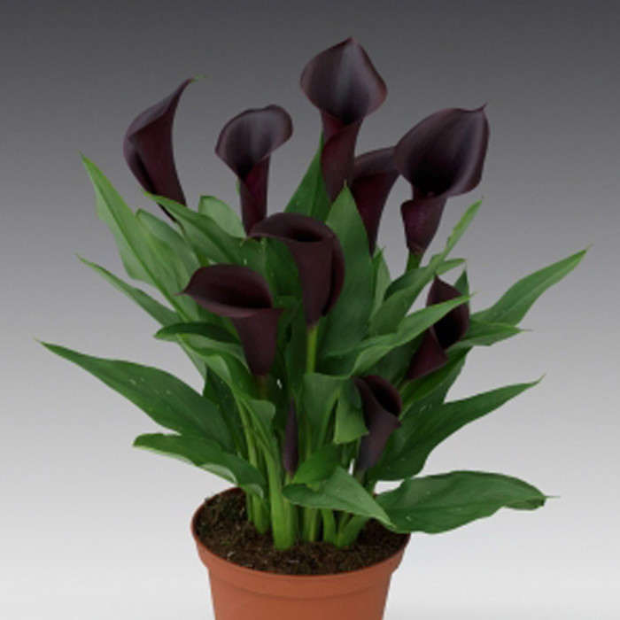 Zantedeschia Odessa Brown Leaf Tips