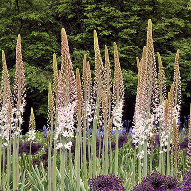 Eremurus robustus