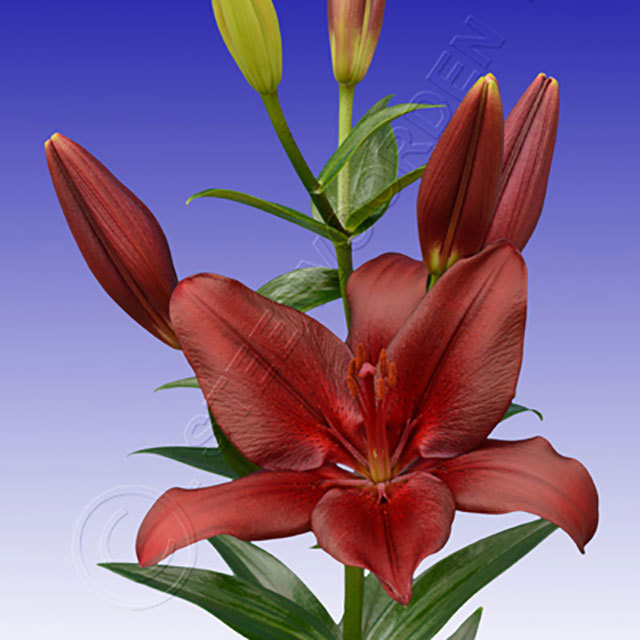 Lilium hybrid Forza Red White Powder