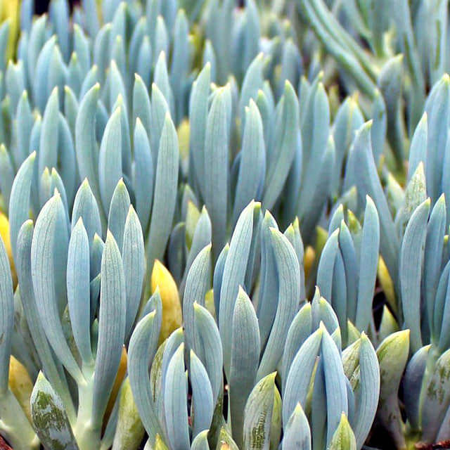 Senecio serpens Blue Chalk Macchie bianche cotonose