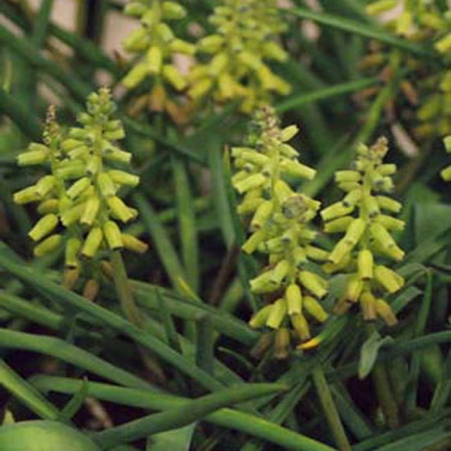Muscari Golden Fragrance