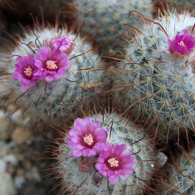 Mammillaria bombycina