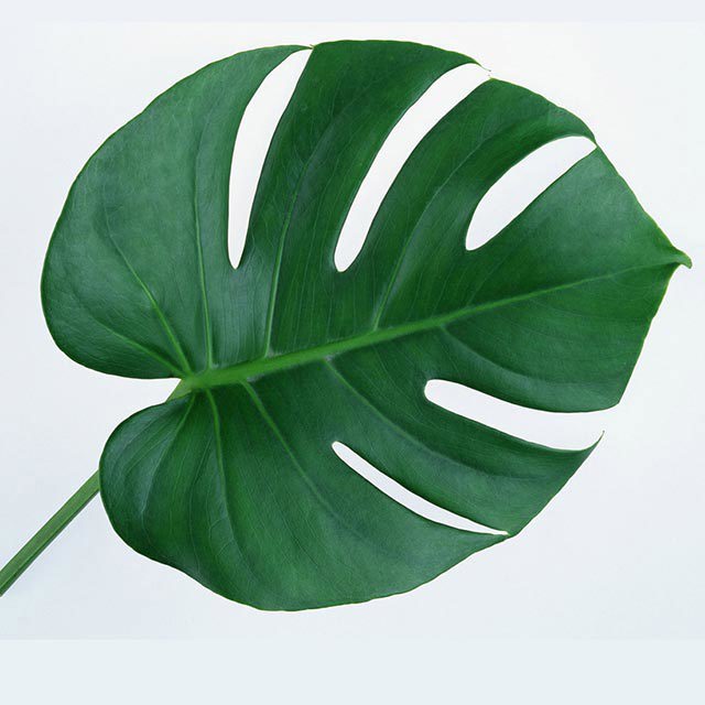 Monstera deliciosa