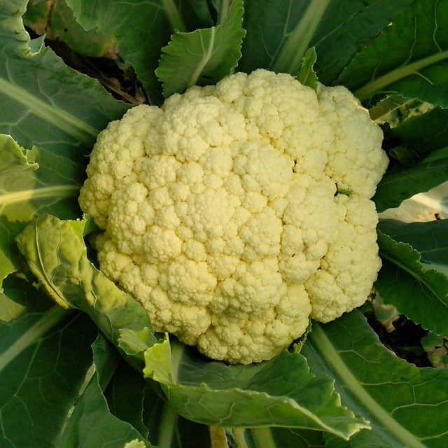 Brassica oleracea botrytis Leggy Stems
