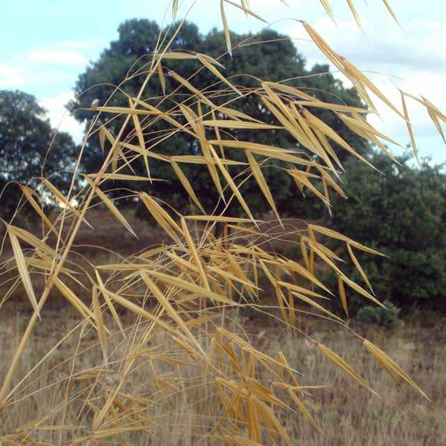Stipa gigantea