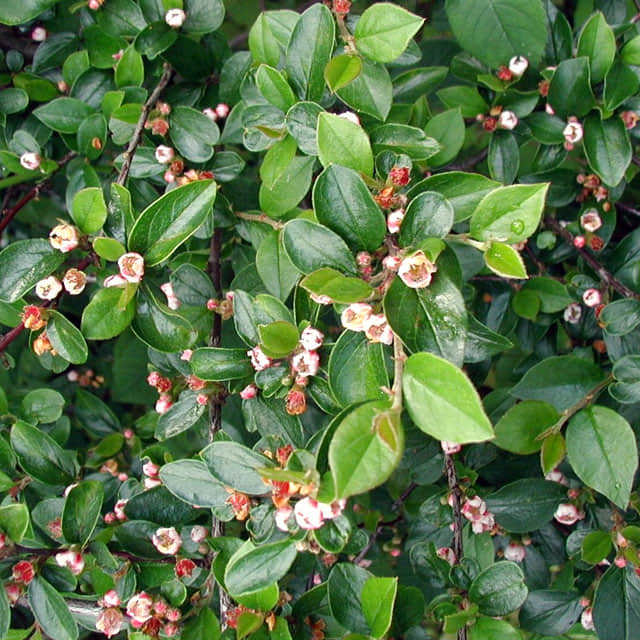 Cotoneaster divaricatus