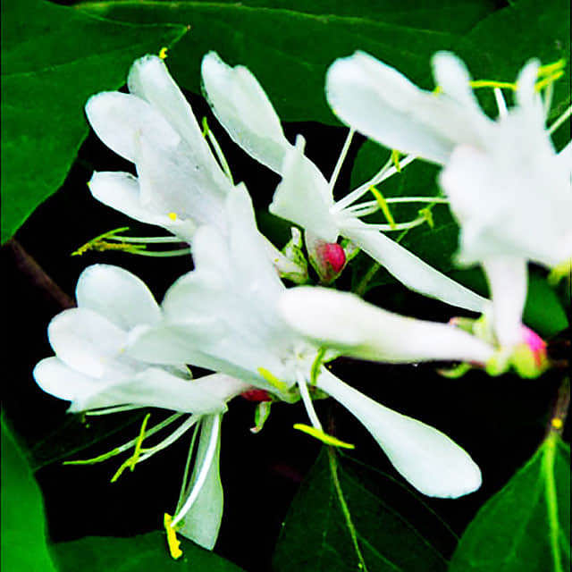 Lonicera maackii