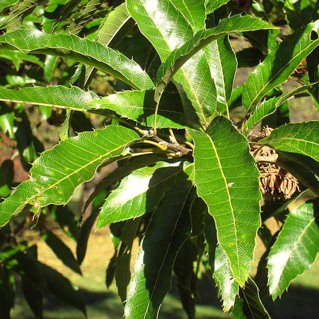 Quercus acutissima