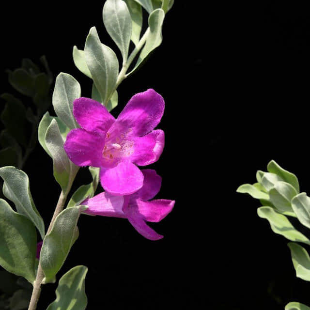 Leucophyllum frutescens