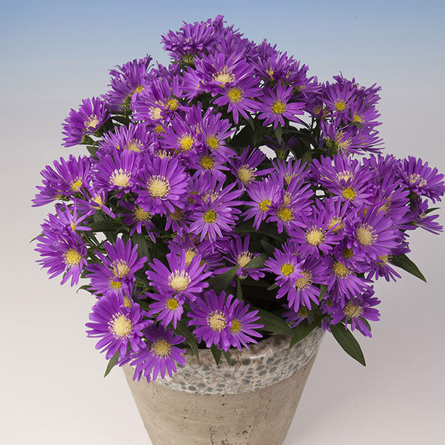 Chrysanthemum Summer Surprise Regatta Fine Webbing