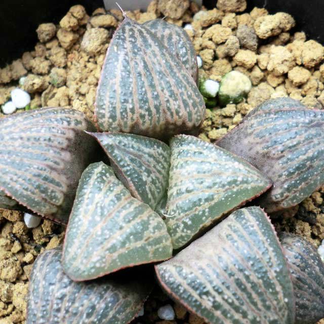 Haworthia magnifica splendens Brown Leaf Tips